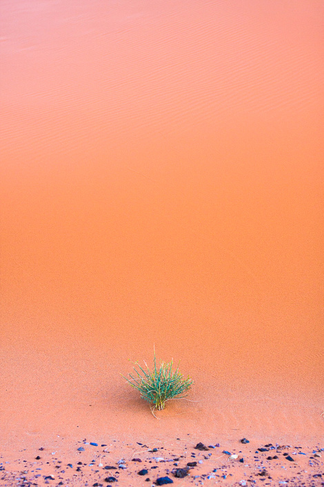 Plante dans les dunes de Merzouga - Erg Chebbi, Maroc